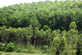 Chè, keo, mỡ, chẩu, quế…